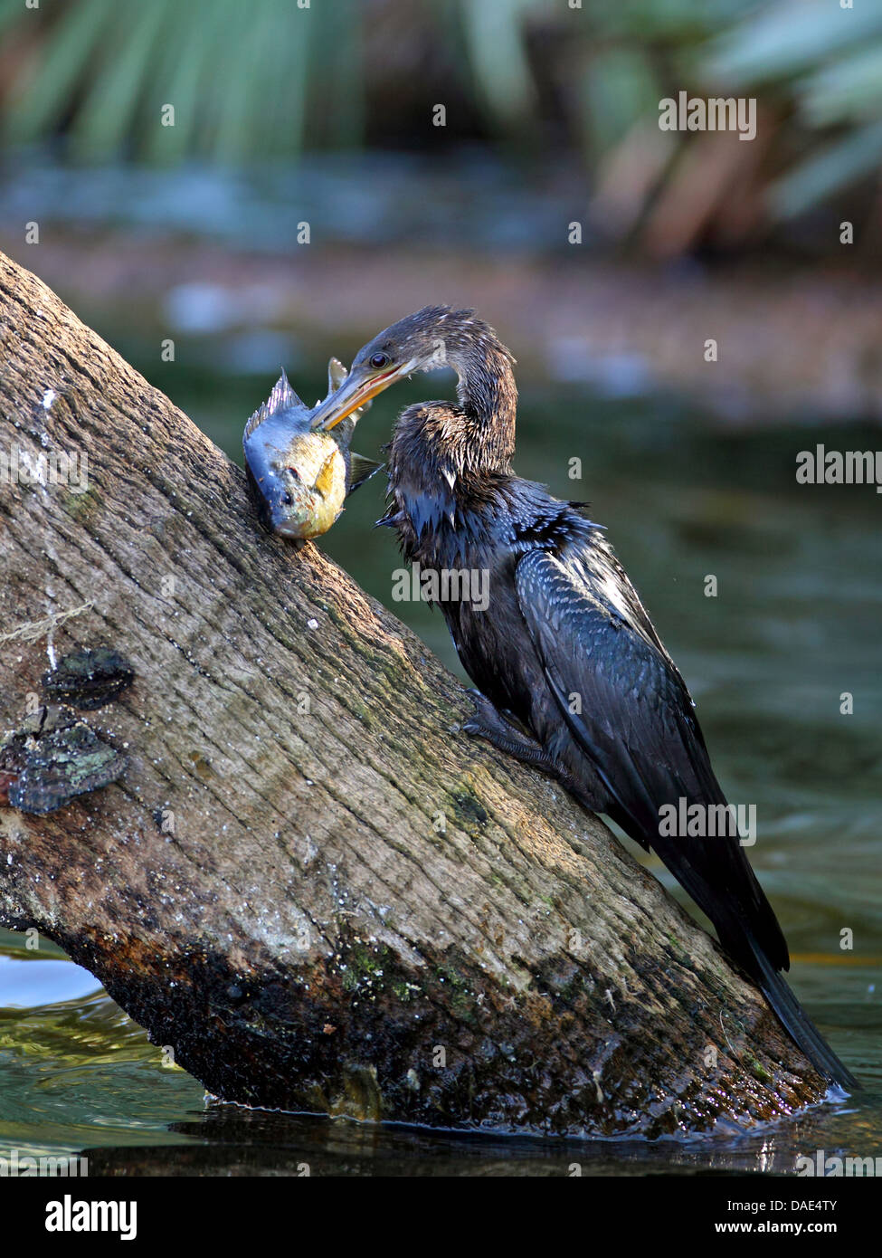 American darter (Anhinga anhinga), feeding an fish, USA, Florida Stock Photo