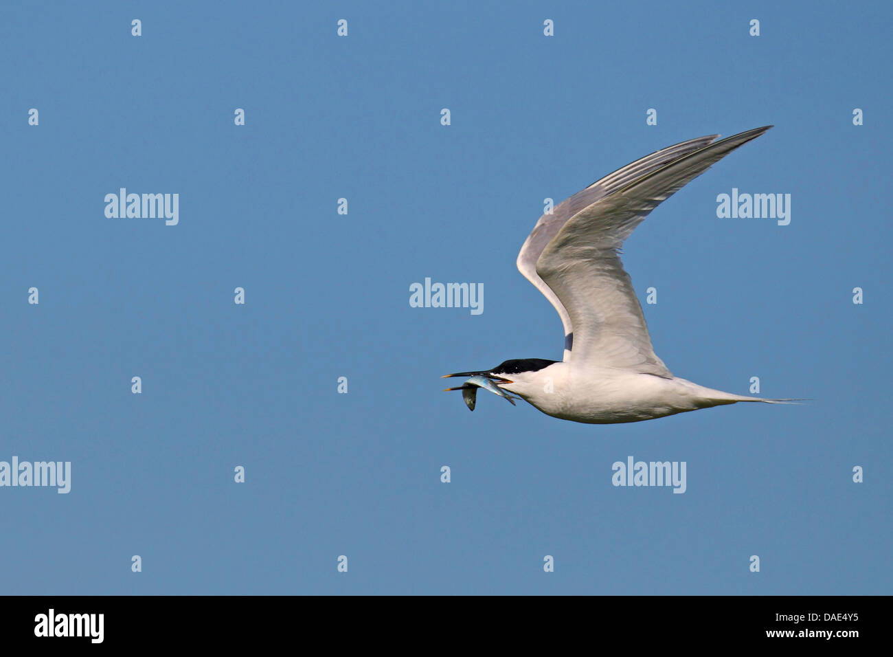 sandwich tern (Sterna sandvicensis, Thalasseus sandvicensis), flying, with fish in the bill, Netherlands, Texel Stock Photo