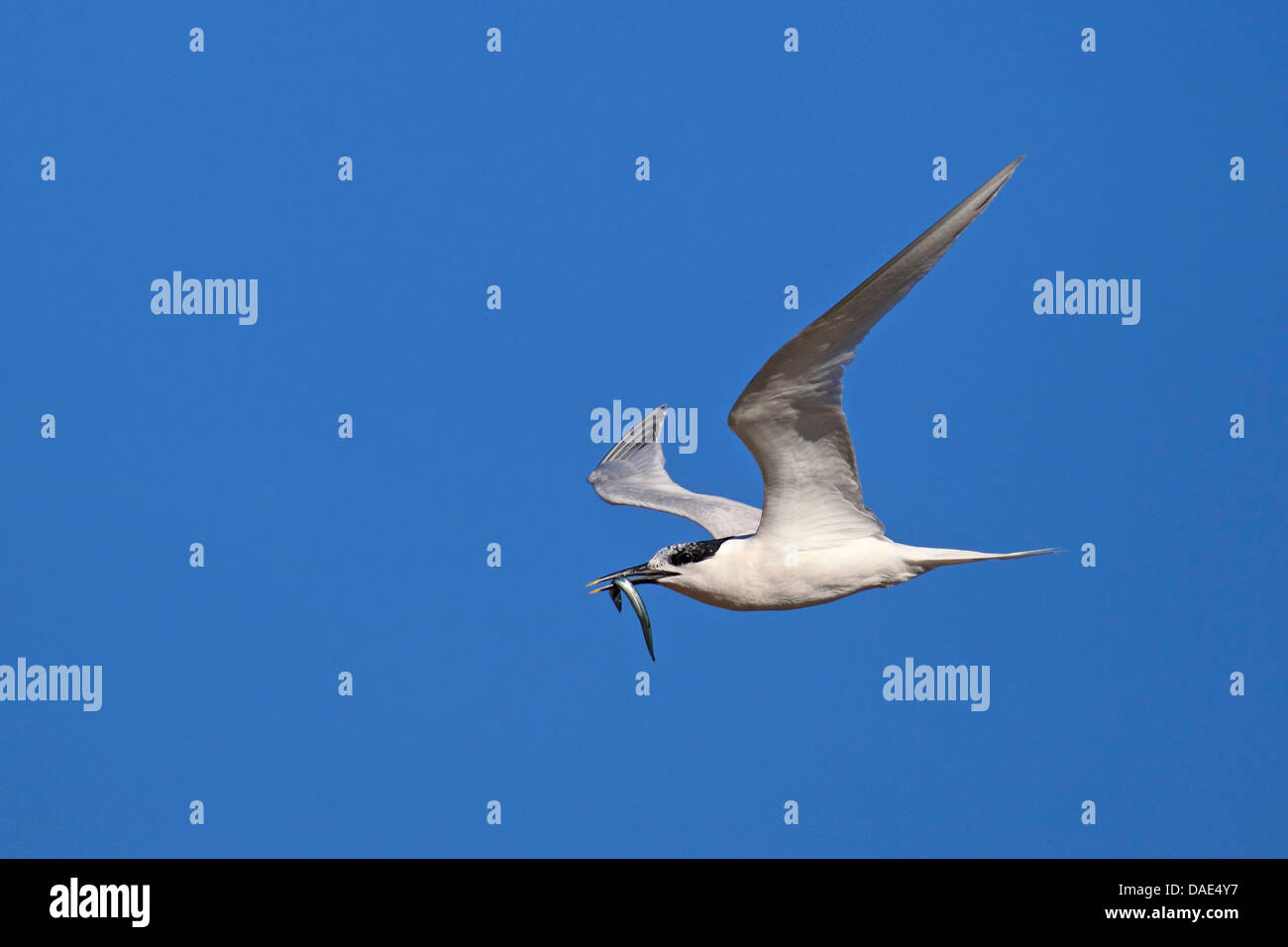 sandwich tern (Sterna sandvicensis, Thalasseus sandvicensis), flying, with fish in the bill, Netherlands, Texel Stock Photo