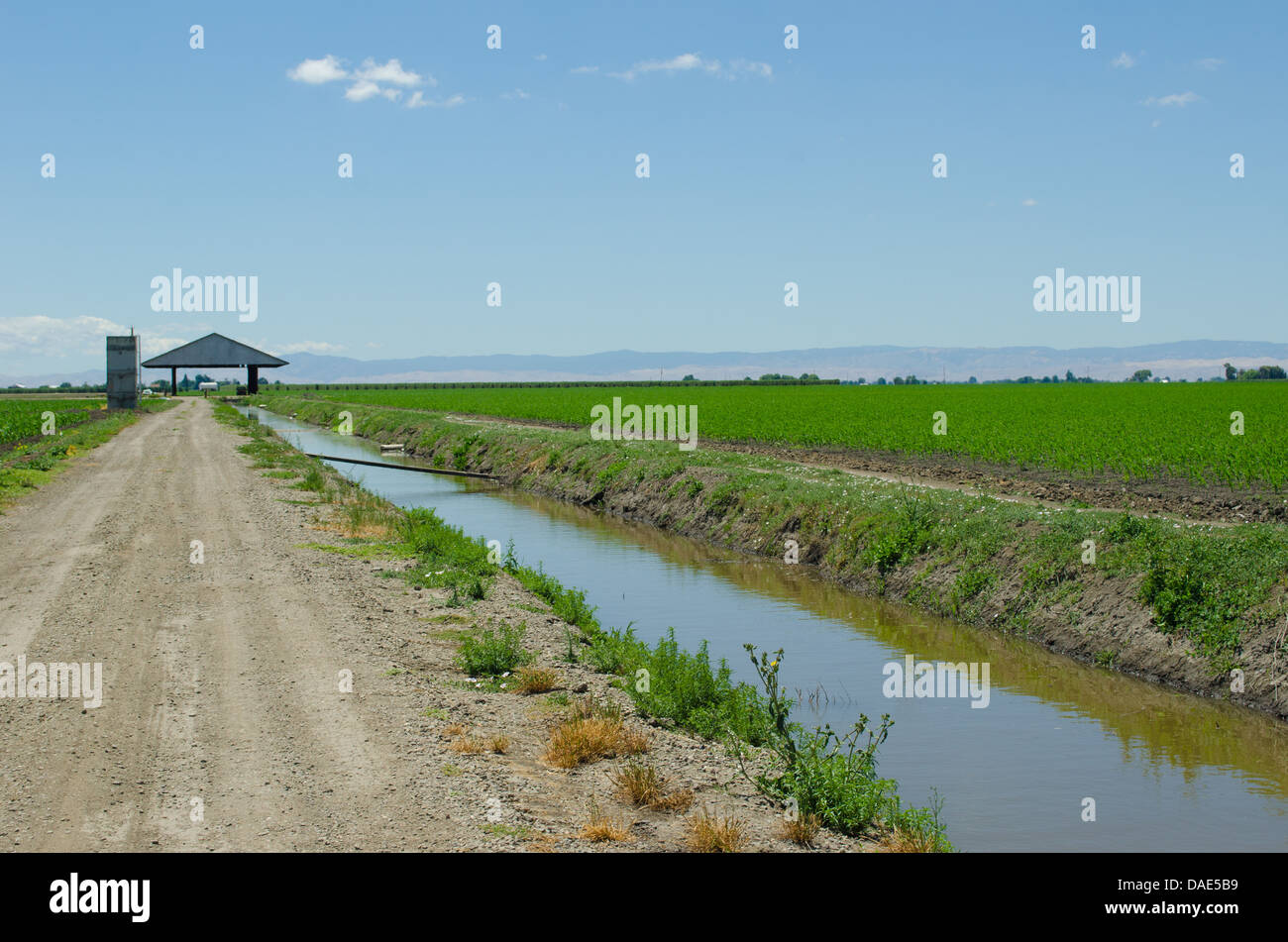 corn field, irrigation canal, California delta west of Stockton Stock