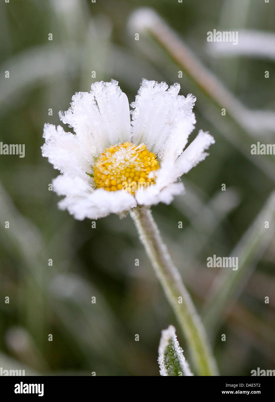 An der Blüte eines Gänseblümchens ist über Nacht (15.11.2011) im niederrheinischen Vlyn die feuchte Luft gefroren. Während die Nächte jetzt frostig kalt sind, verwöhnt die Sonne tagsüber die Menschen in Nordrhein-Westfalen. Foto: Roland Weihrauch dpa/lnw Stock Photo