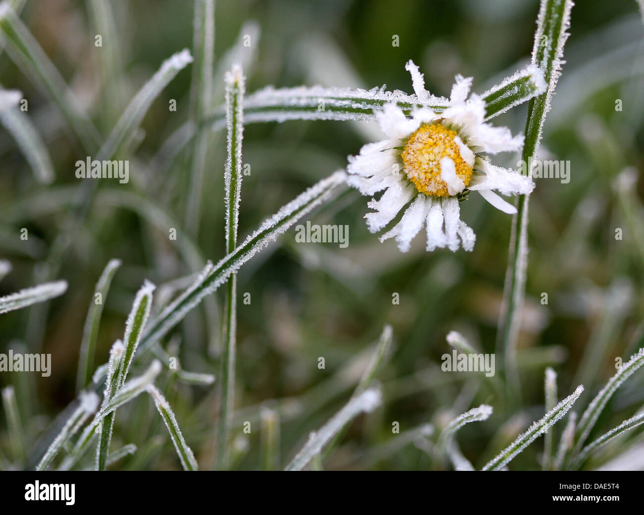 An der Blüte eines Gänseblümchens ist über Nacht (15.11.2011) im niederrheinischen Vlyn die feuchte Luft gefroren. Während die Nächte jetzt frostig kalt sind, verwöhnt die Sonne tagsüber die Menschen in Nordrhein-Westfalen. Foto: Roland Weihrauch dpa/lnw Stock Photo