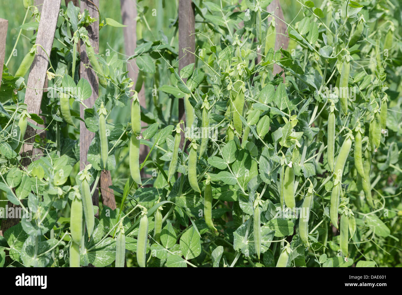 young peas growing in the garden, natural vegetables Stock Photo Alamy