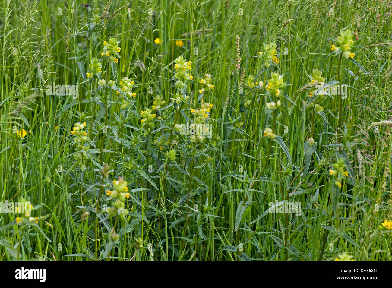 Yellow rattle plant, Rhinanthus minor, flowering in grassland Stock