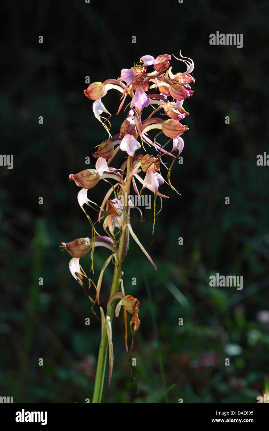 orchid (Comperia comperiana), flower, Greece, Lesbos Stock Photo