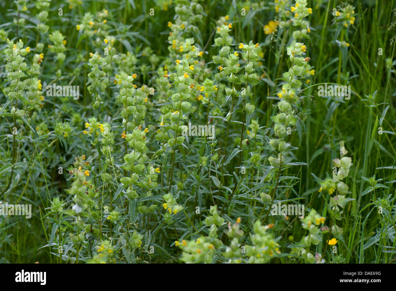 Yellow rattle plant, Rhinanthus minor, flowering in grassland Stock