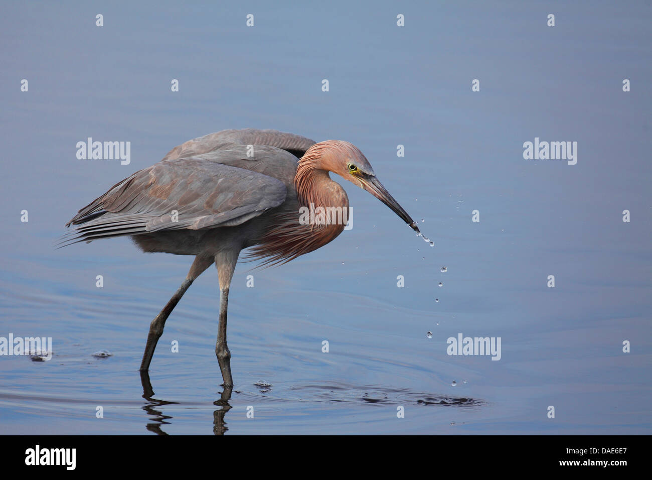 reddish egret (Egretta rufescens), walking through shallow water with the wings spread looking for food, USA, Florida, Merritt Island Stock Photo