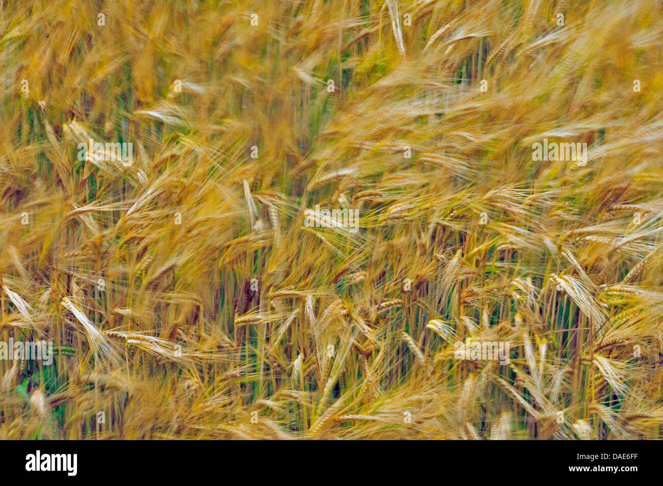 barley (Hordeum vulgare), barley field, Germany, Baden-Wuerttemberg Stock Photo