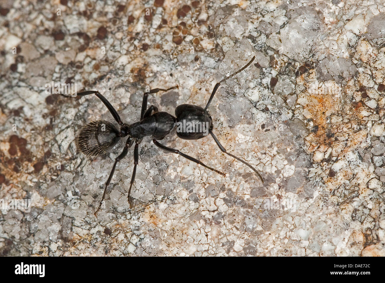 Oak carpenter ant (Camponotus vagus), Germany Stock Photo