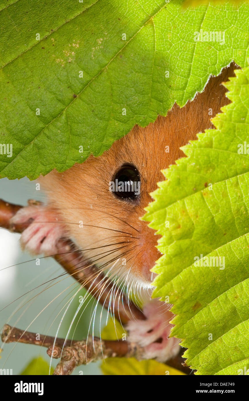common dormouse, hazel dormouse (Muscardinus avellanarius), looking out