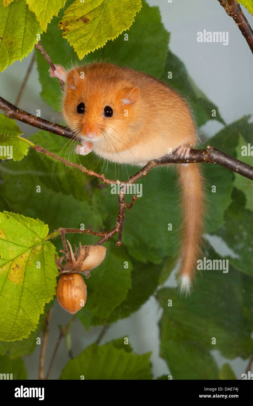 common dormouse, hazel dormouse (Muscardinus avellanarius), climbing in
