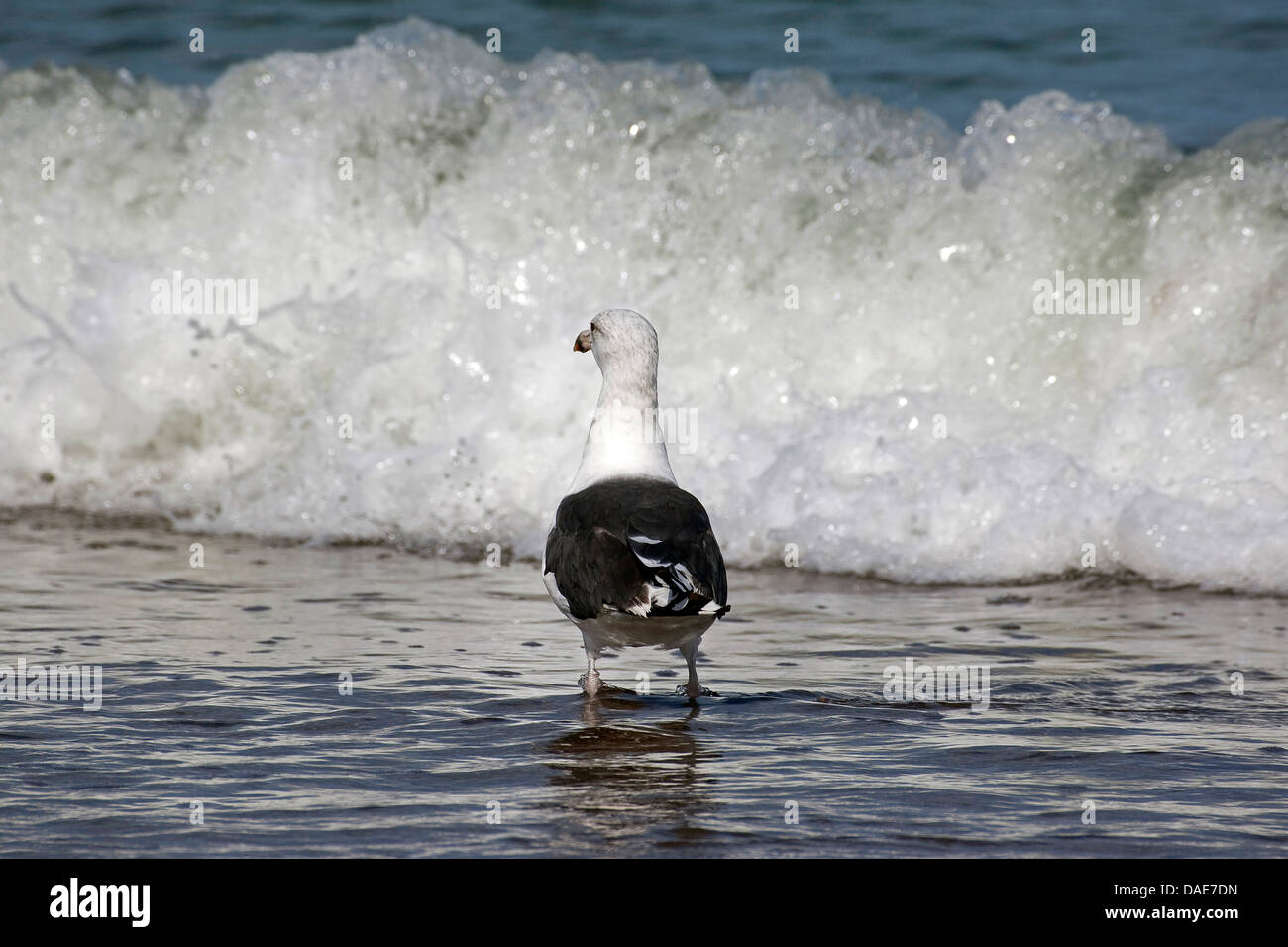 greater black-backed gull (Larus marinus), at the North Sea, Germany Stock Photo