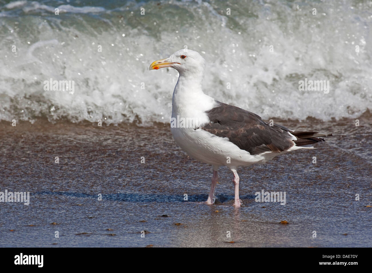 greater black-backed gull (Larus marinus), at the North Sea, Germany Stock Photo
