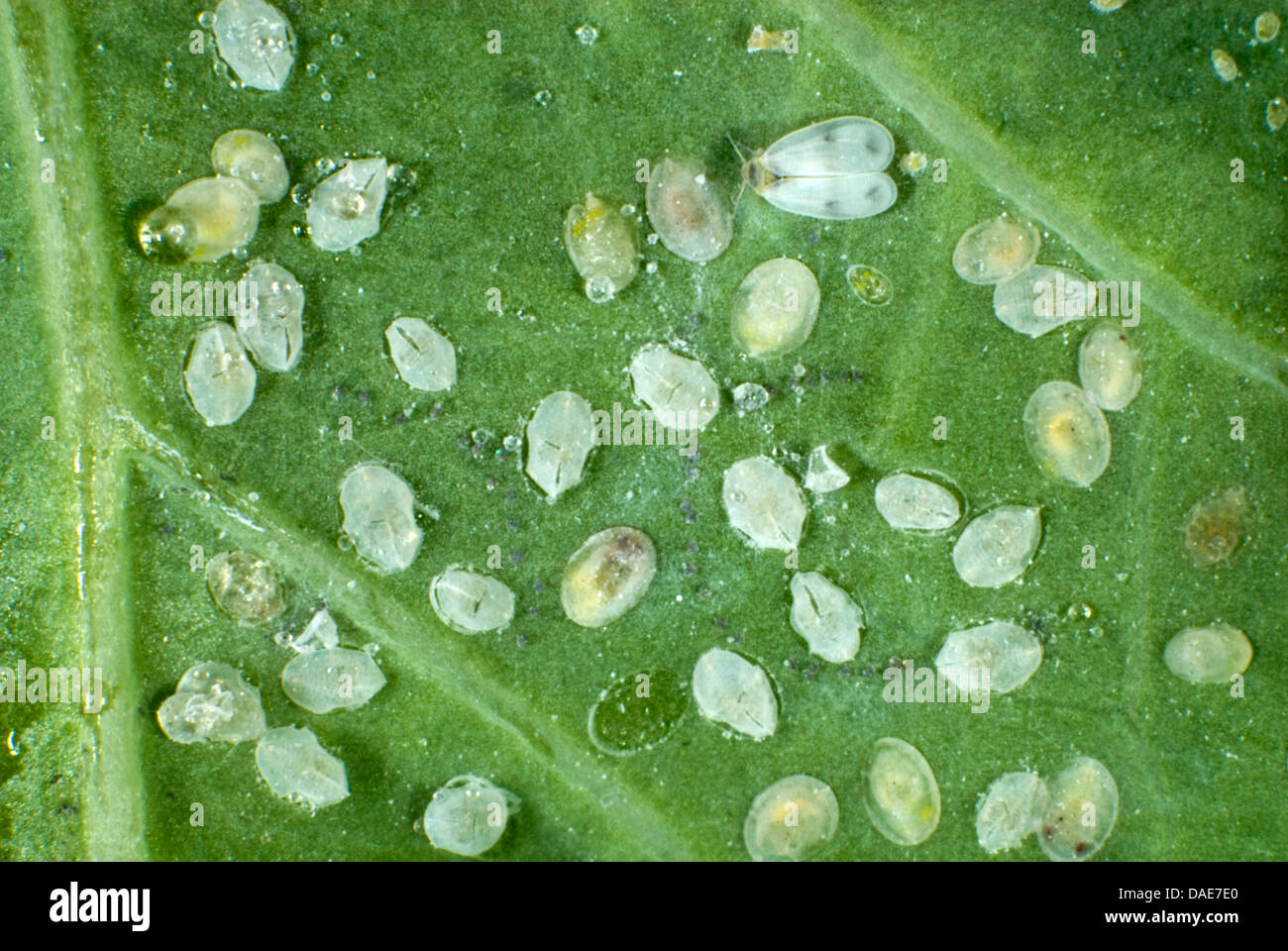 Adult cabbage whitefly, Aleyrodes proletella, with larval scales, pupae and hatched pupal cases
