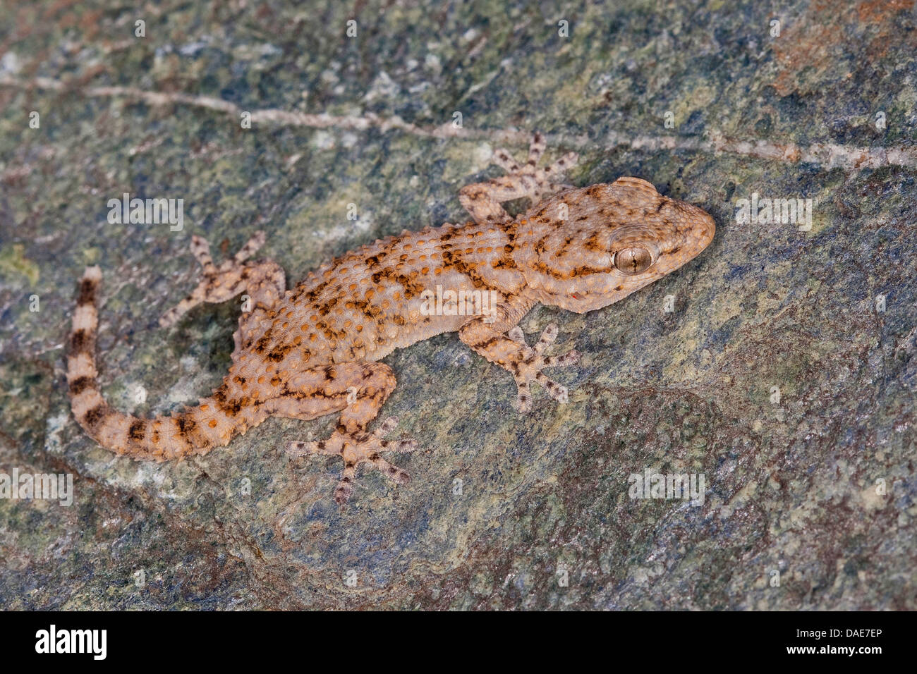 Common wall gecko, Moorish gecko, Moorish Wall Gecko, Salamanquesa
