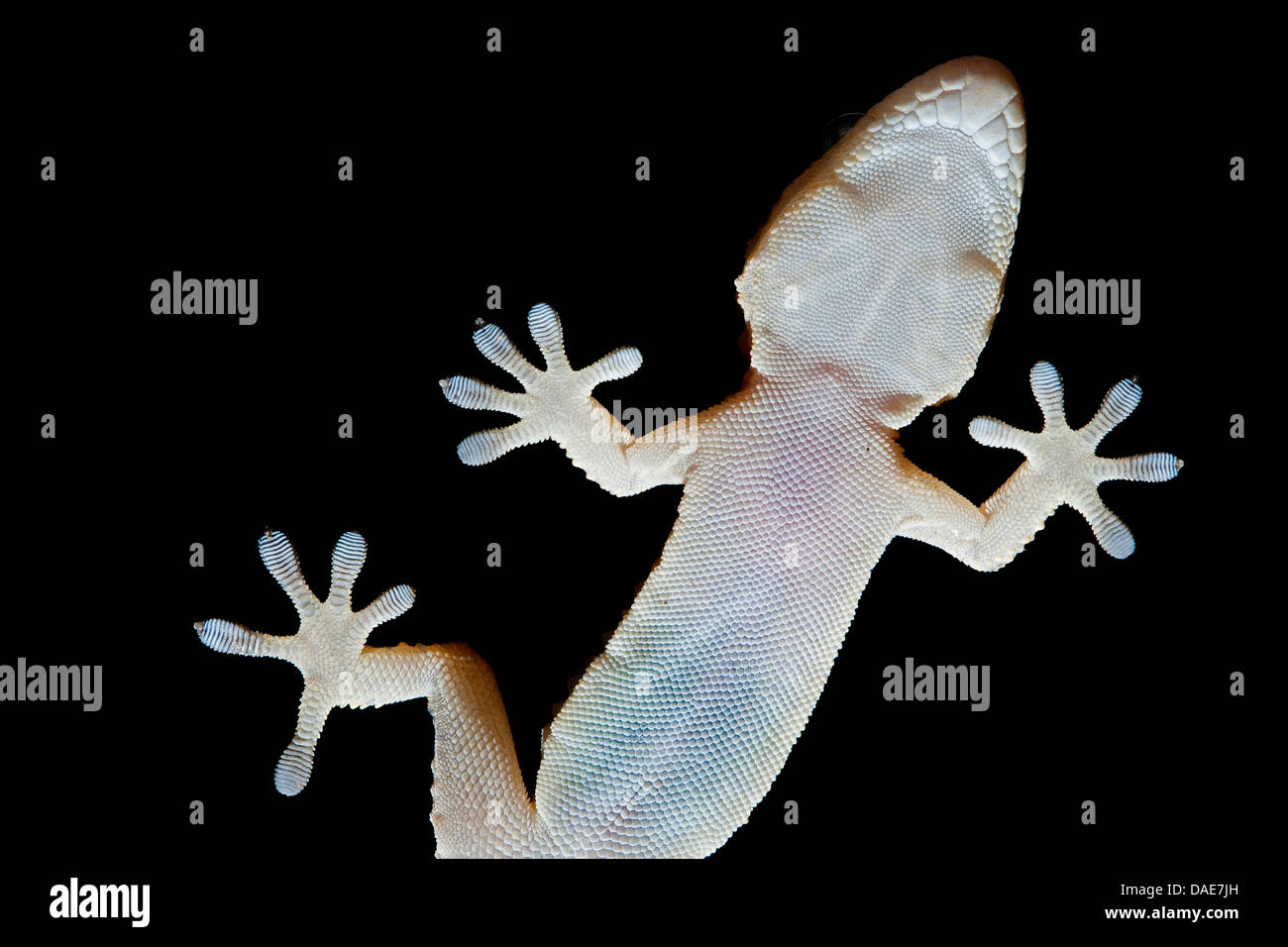 Common wall gecko, Moorish gecko, Moorish Wall Gecko, Salamanquesa
