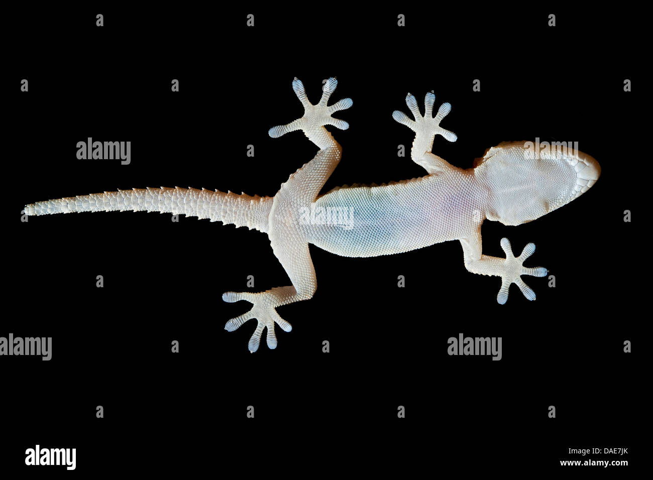 Common wall gecko, Moorish gecko, Moorish Wall Gecko, Salamanquesa, Crocodile gecko, European common gecko, Maurita naca gecko (Tarentola mauritanica), sitting on a glass panel, from below Stock Photo