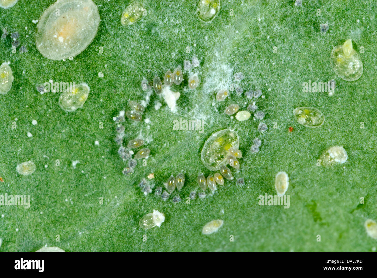 Cabbage whitefly, Aleyrodes proletella, eggs laid in a circle on a cabbage leaf Stock Photo Alamy