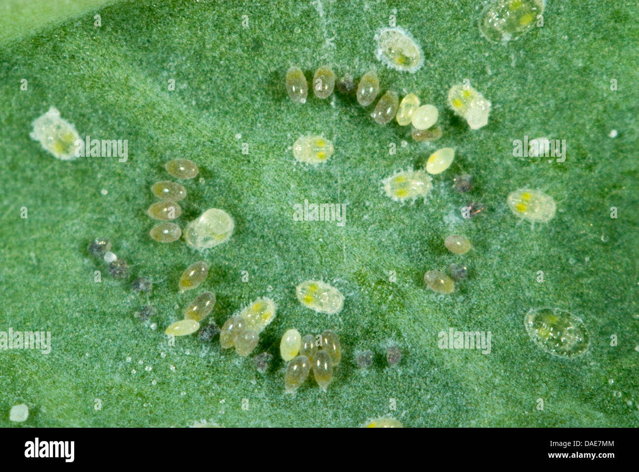 Cabbage whitefly, Aleyrodes proletella, eggs laid in a circle on a cabbage leaf Stock Photo Alamy