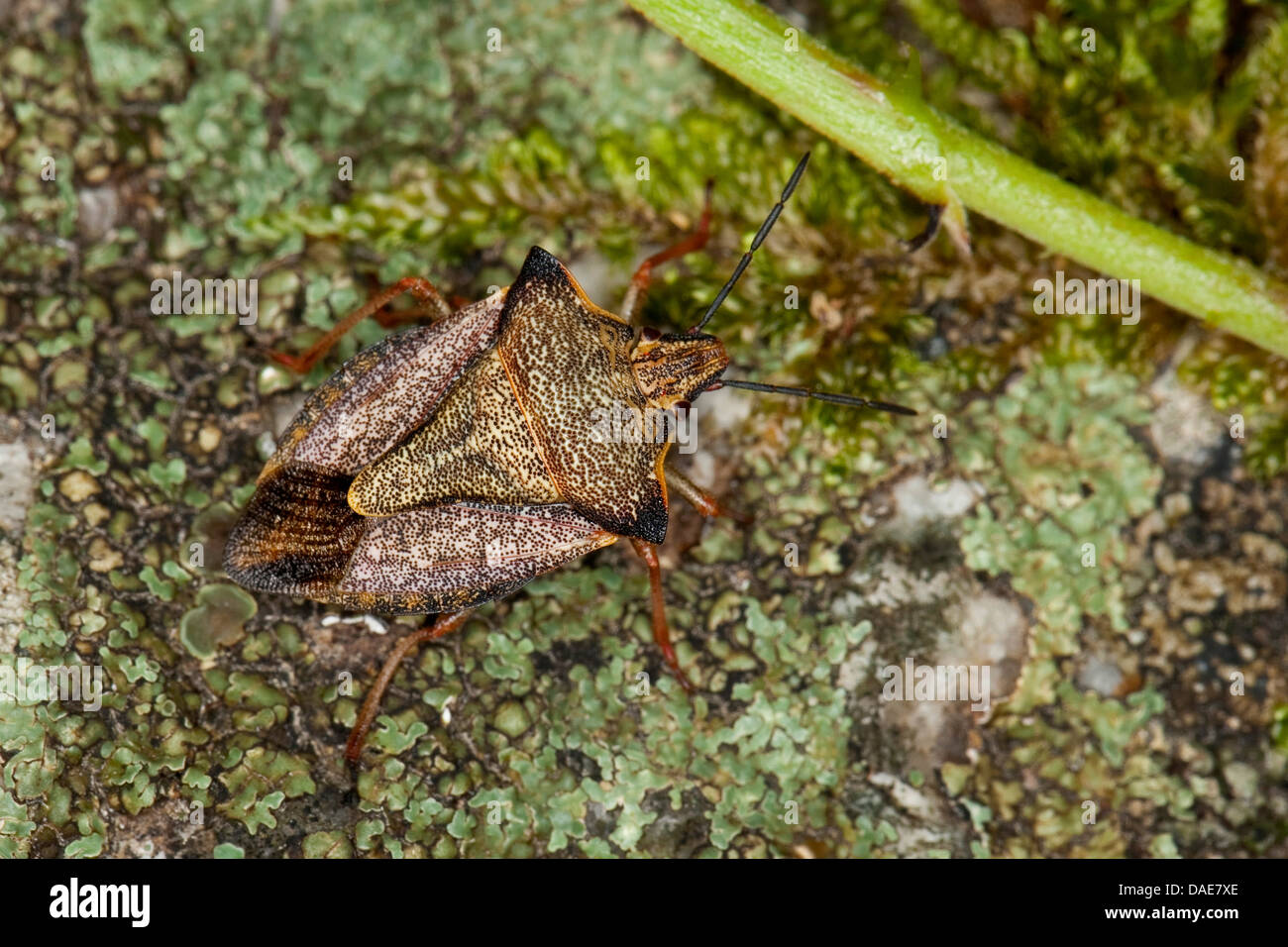 Mediterranean stink bug, Red shield bug, Skull shield-bug (Carpocoris fuscispinus, Carpocoris mediterraneus atlanticus), sitting on lichened rock Stock Photo
