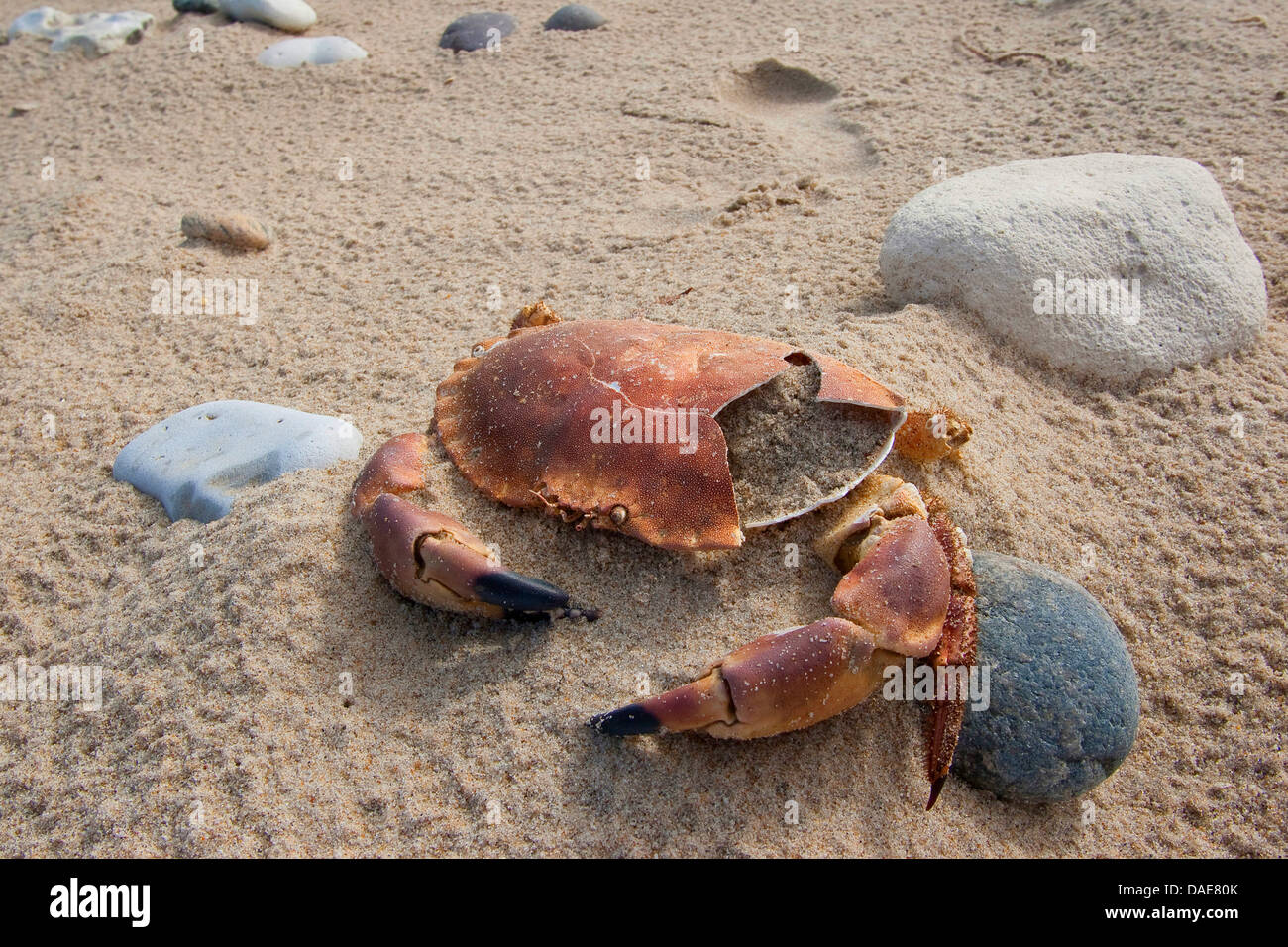 European edible crab (Cancer pagurus), shell of a dead crab at the sand