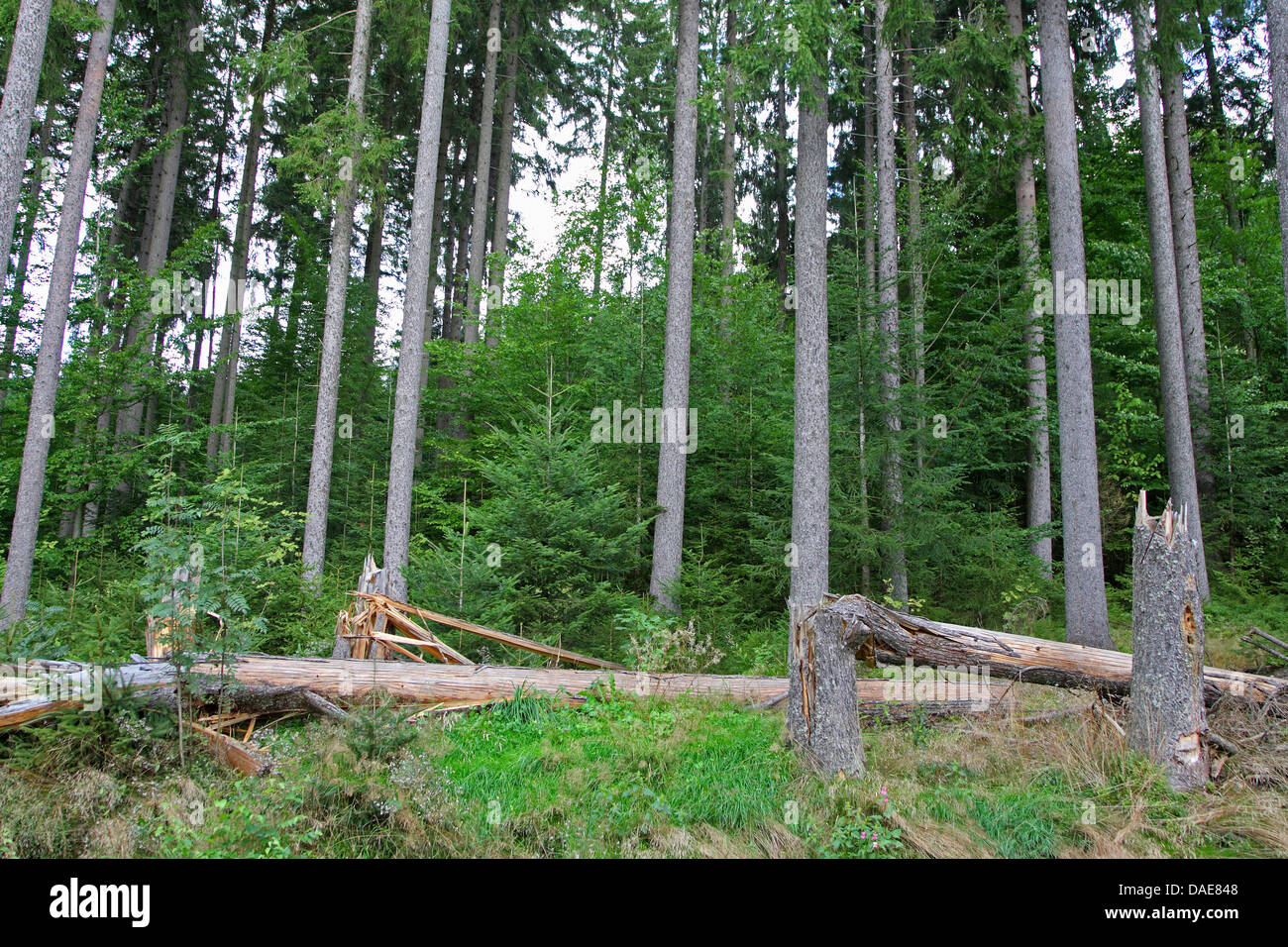 Norway spruce (Picea abies), windbreak in a spruce forest, Germany, Bavaria, Bavarian Forest National Park Stock Photo