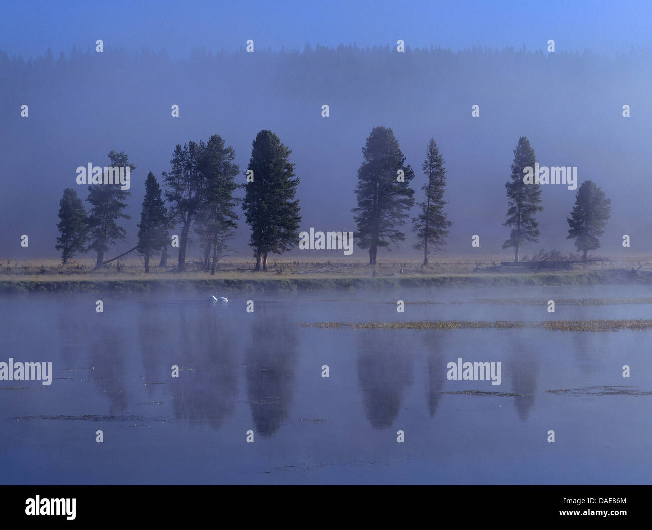 groove on the waterfront in morning mist, USA, Wyoming, Yellowstone National Park Stock Photo
