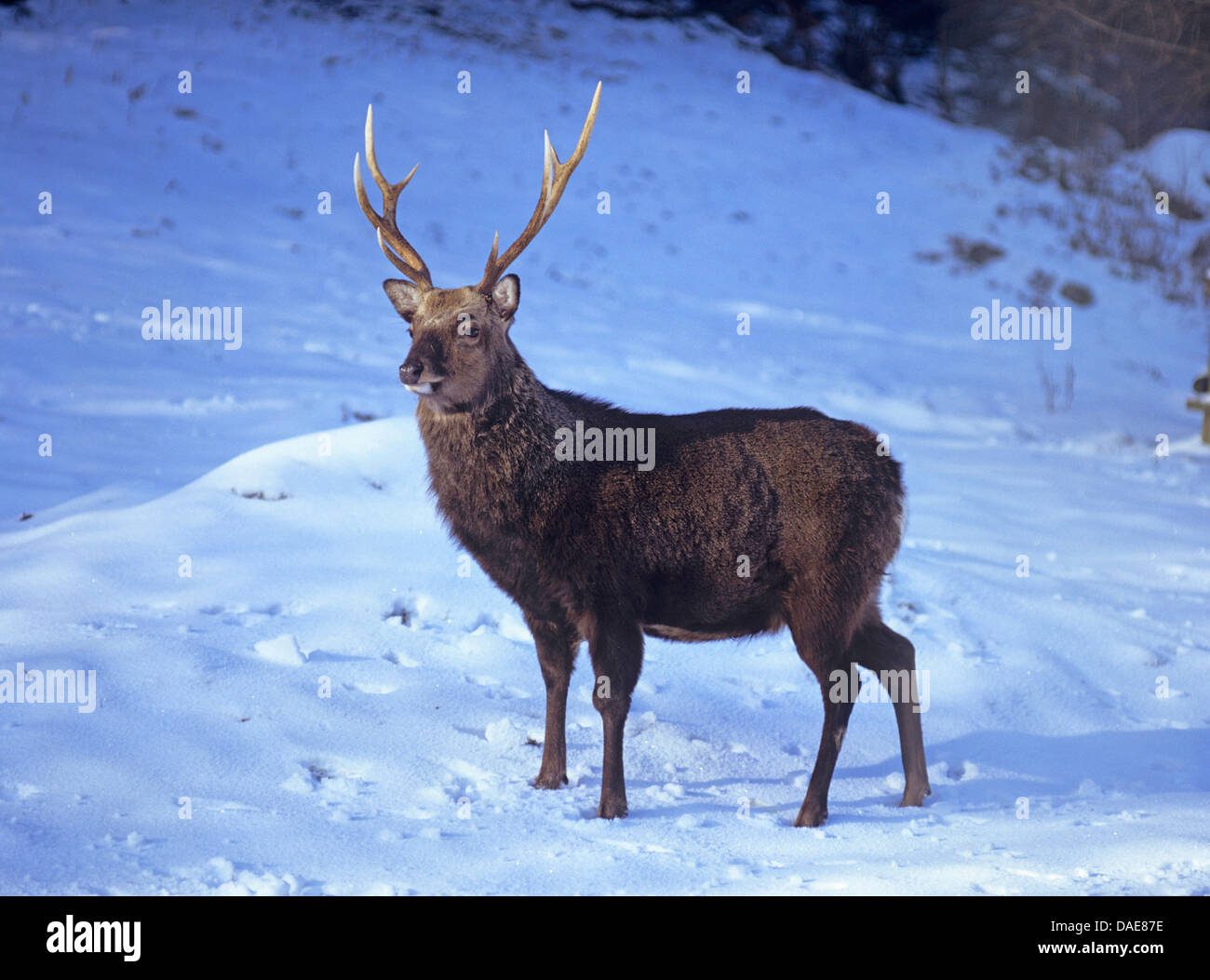 Sika deer, Tame sika deer, Tame deer (Cervus nippon), Sika deer standing in snow Stock Photo