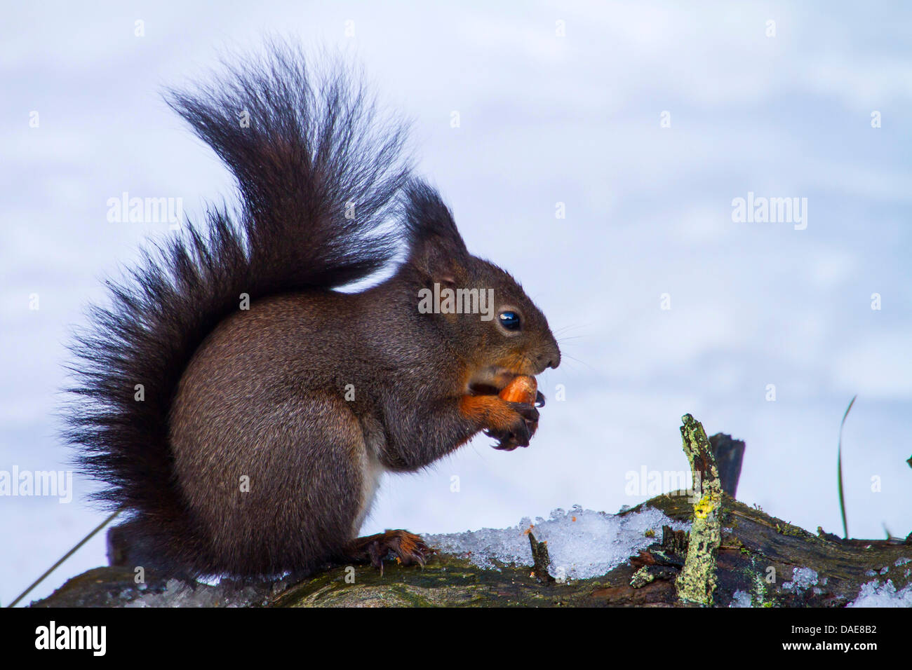 European red squirrel, Eurasian red squirrel (Sciurus vulgaris), nibbling a hazelnut, Switzerland, Graubuenden Stock Photo
