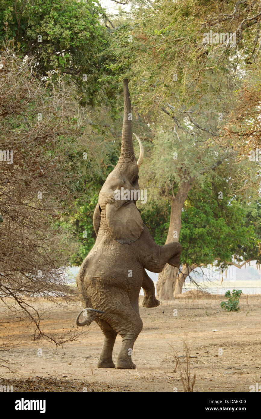Elephant standing on hind legs, Mana Pools National Park, Zimbabwe, Africa Stock Photo