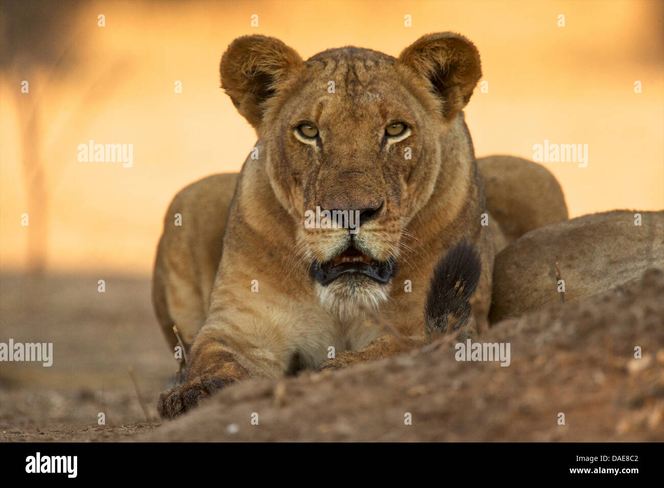 Lioness, Mana Pools National Park, Zimbabwe, Africa Stock Photo