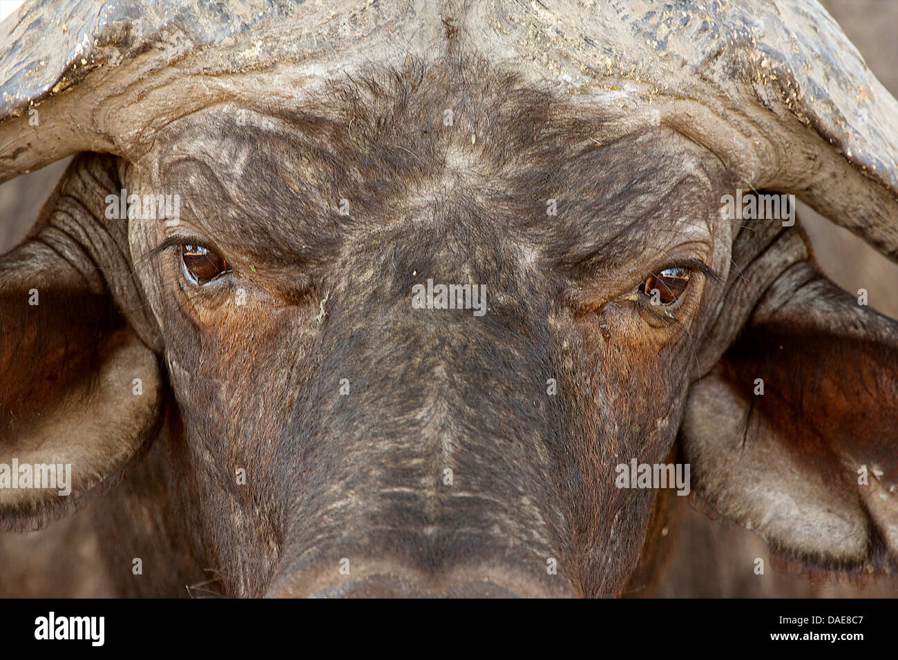 African buffalo, Mana Pools National Park, Zimbabwe, Africa Stock Photo