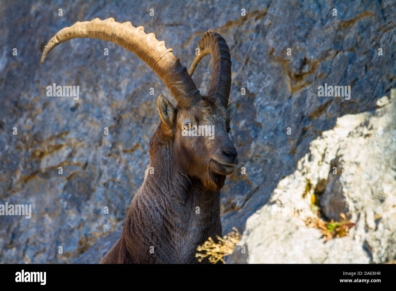 alpine ibex (Capra ibex), on a slope, Switzerland, Toggenburg, Chaeserrugg Stock Photo