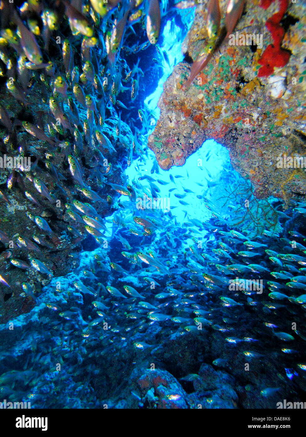 view out of a underwater cave through a shoal of fish at the water surface, Egypt, Red Sea Stock Photo