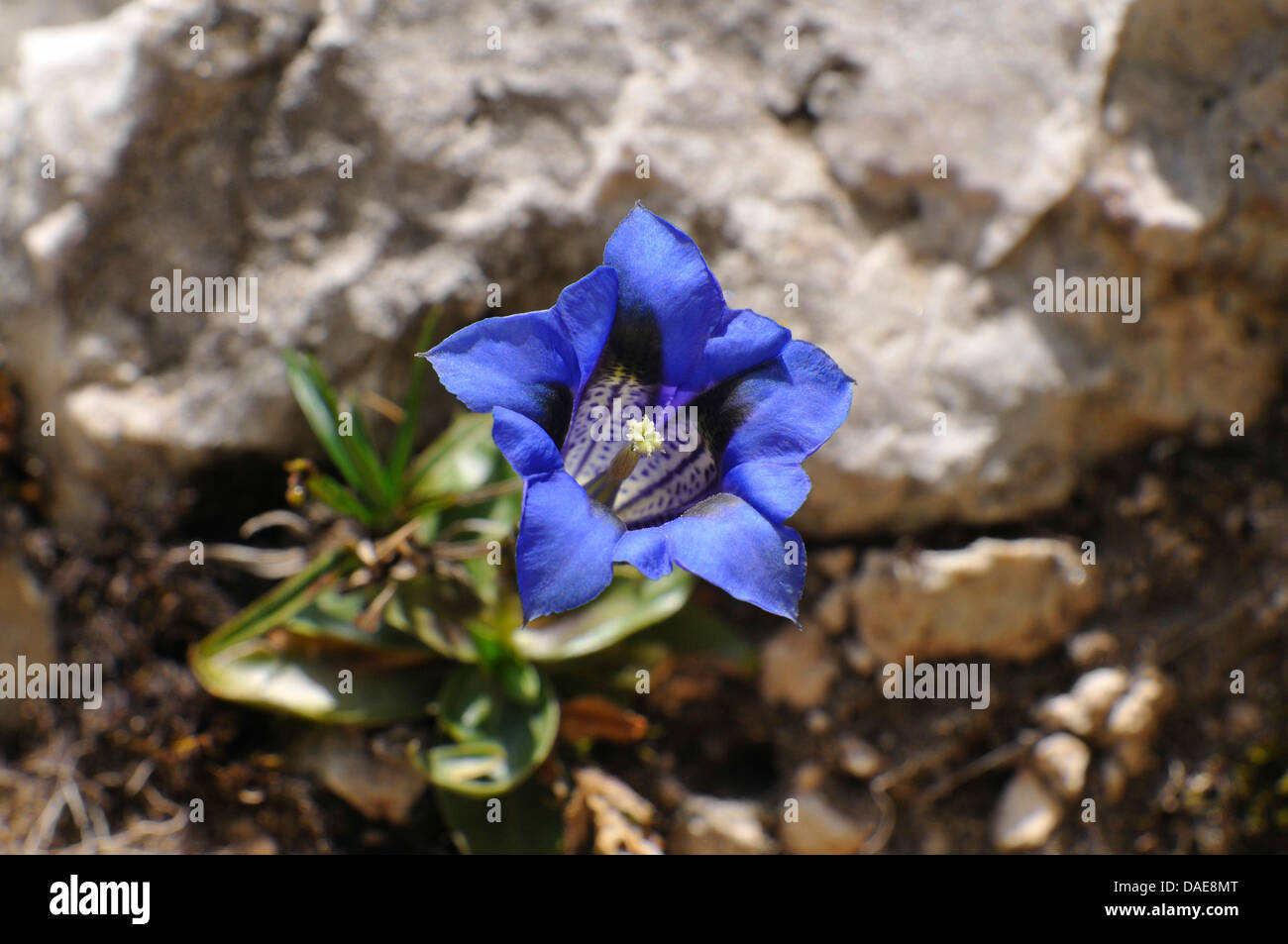 Gentiana clusii (Gentiana clusii), blooming, Italy, South Tyrol, Dolomites Stock Photo