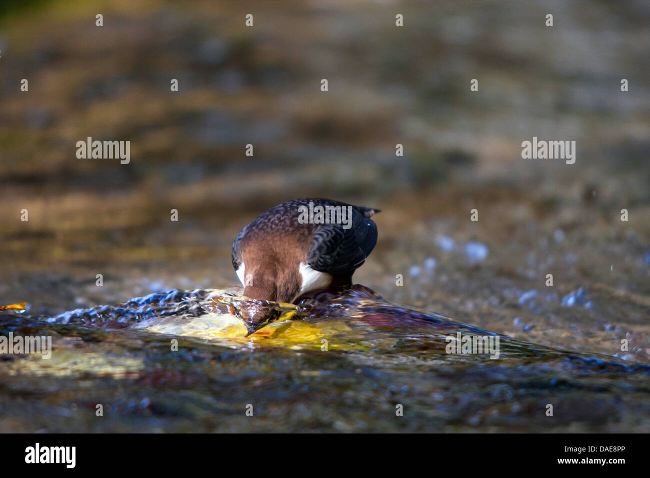 dipper (Cinclus cinclus), on the feed with head under water, Germany, Baden-Wuerttemberg Stock Photo