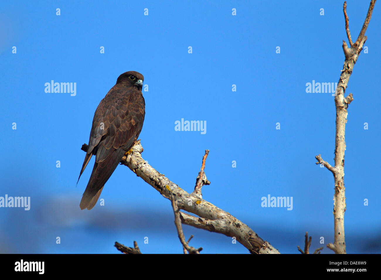 Eleonora S Falcon Falco Eleonorae Sitting On A Branch Dark Phase   Eleonoras Falcon Falco Eleonorae Sitting On A Branch Dark Phase Greece DAE8W9 