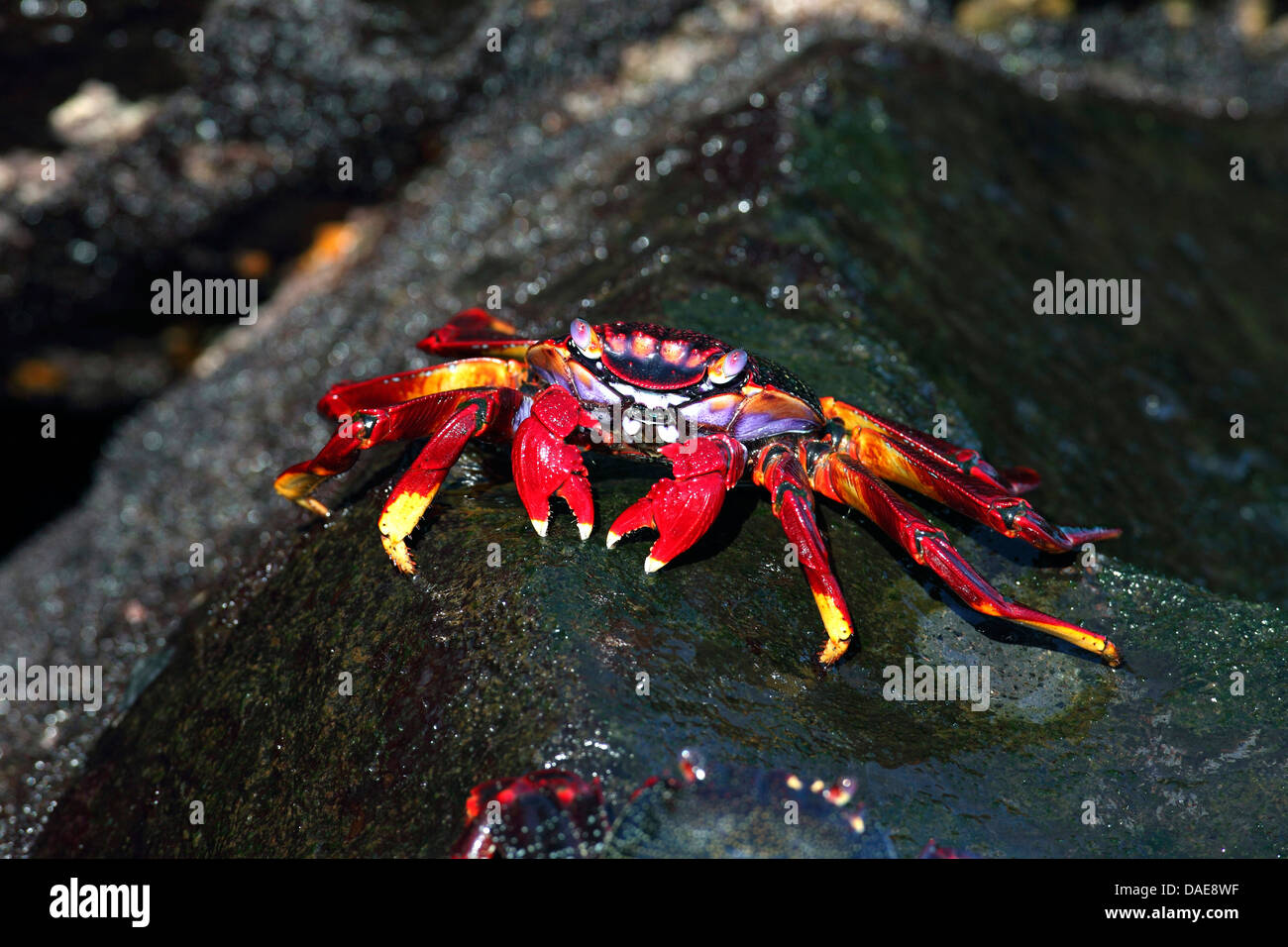 Sally lightfoot crab, Mottled shore crab (Grapsus grapsus), walking on a rock in the surf, Canary Islands, La Palma Stock Photo