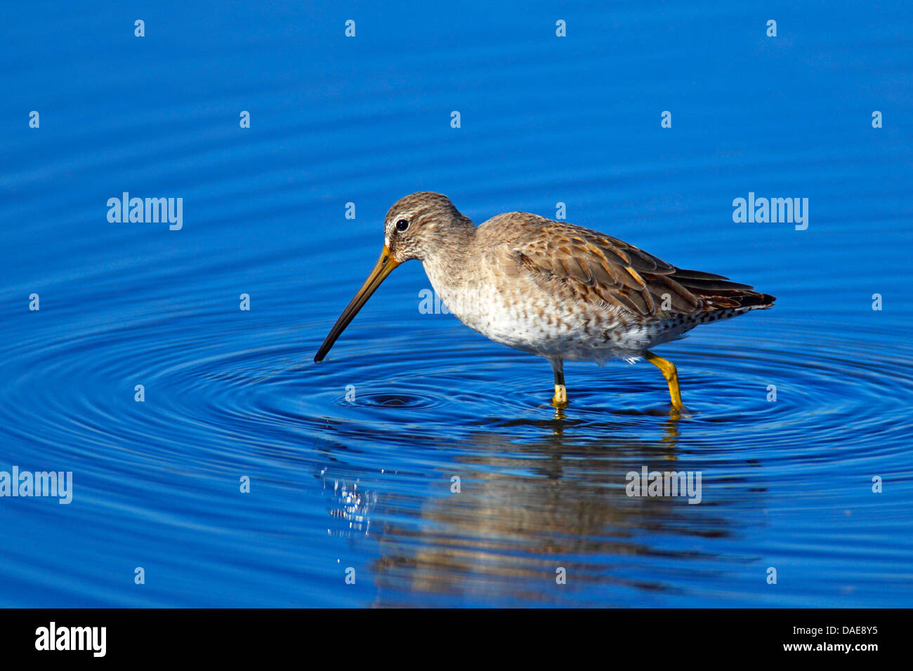 short-billed dowitcher (Limnodromus griseus), wading in shallow water looking for food, USA, Florida, Merritt Island Stock Photo