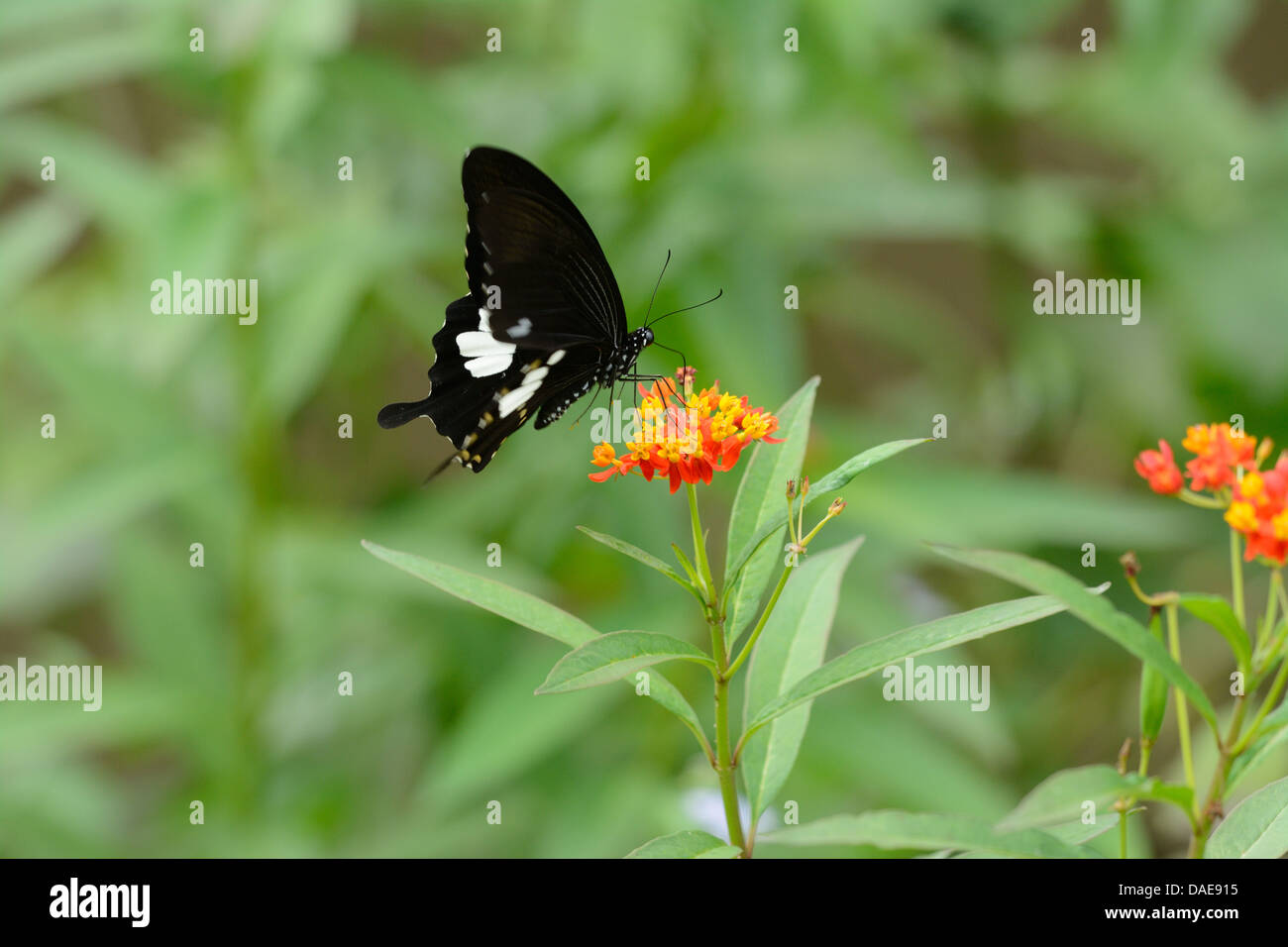 beautiful Black and White Helen butterfly (Papilio nephelus) on flower