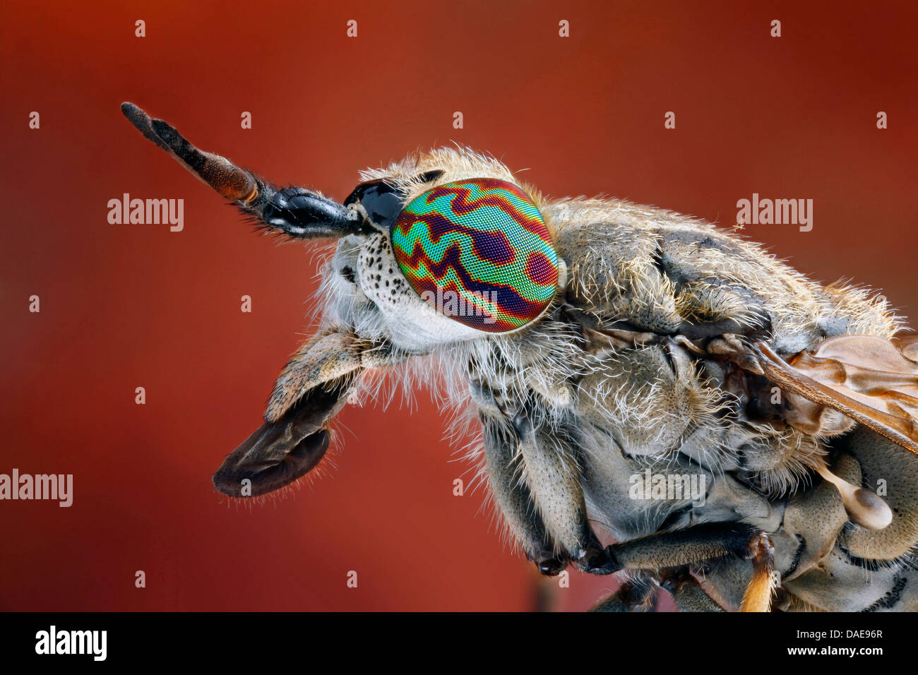 clegfly, cleg (Haematopota pluvialis), horsefly, portrait and thorax