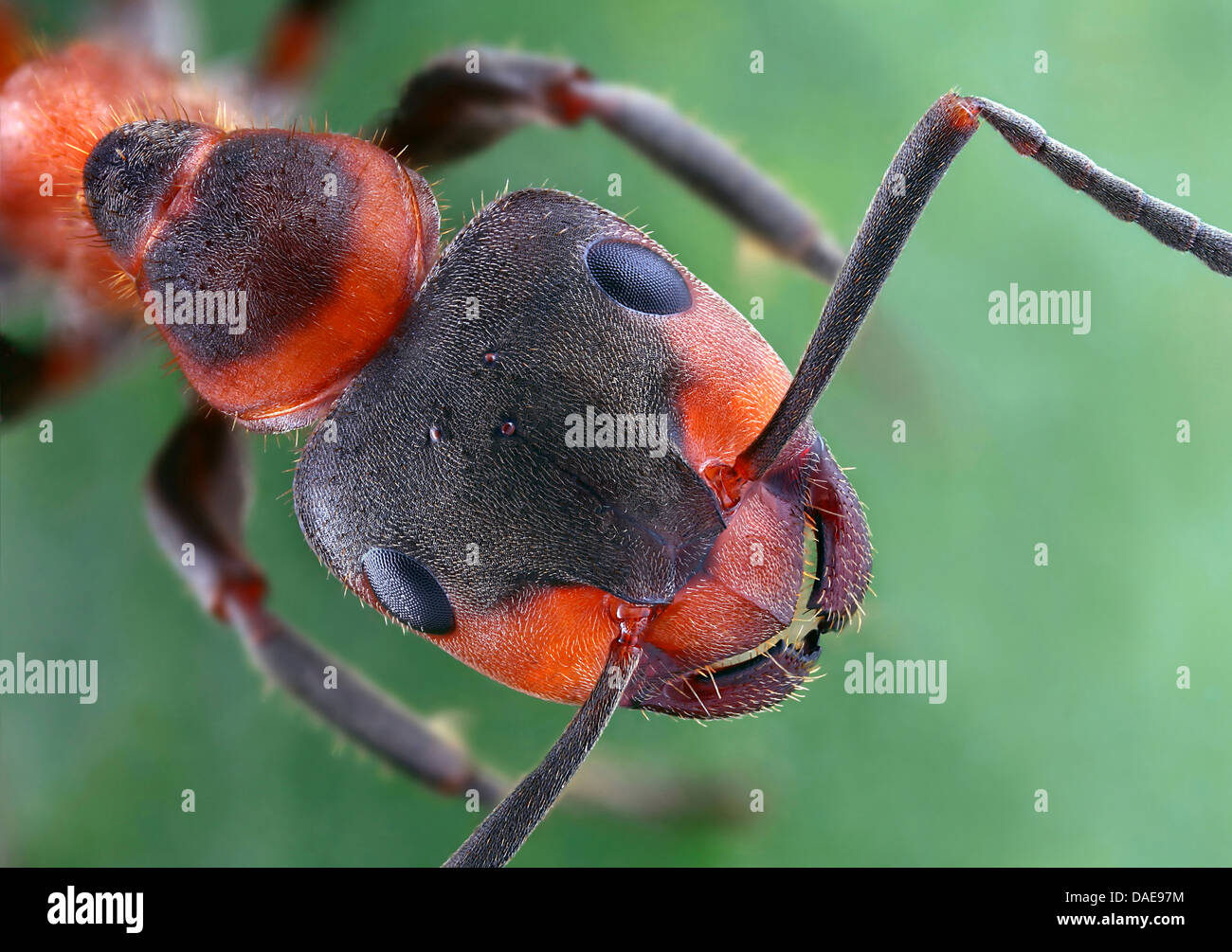 European Red Wood Ant (Formica pratensis), head, top view, Germany Stock Photo