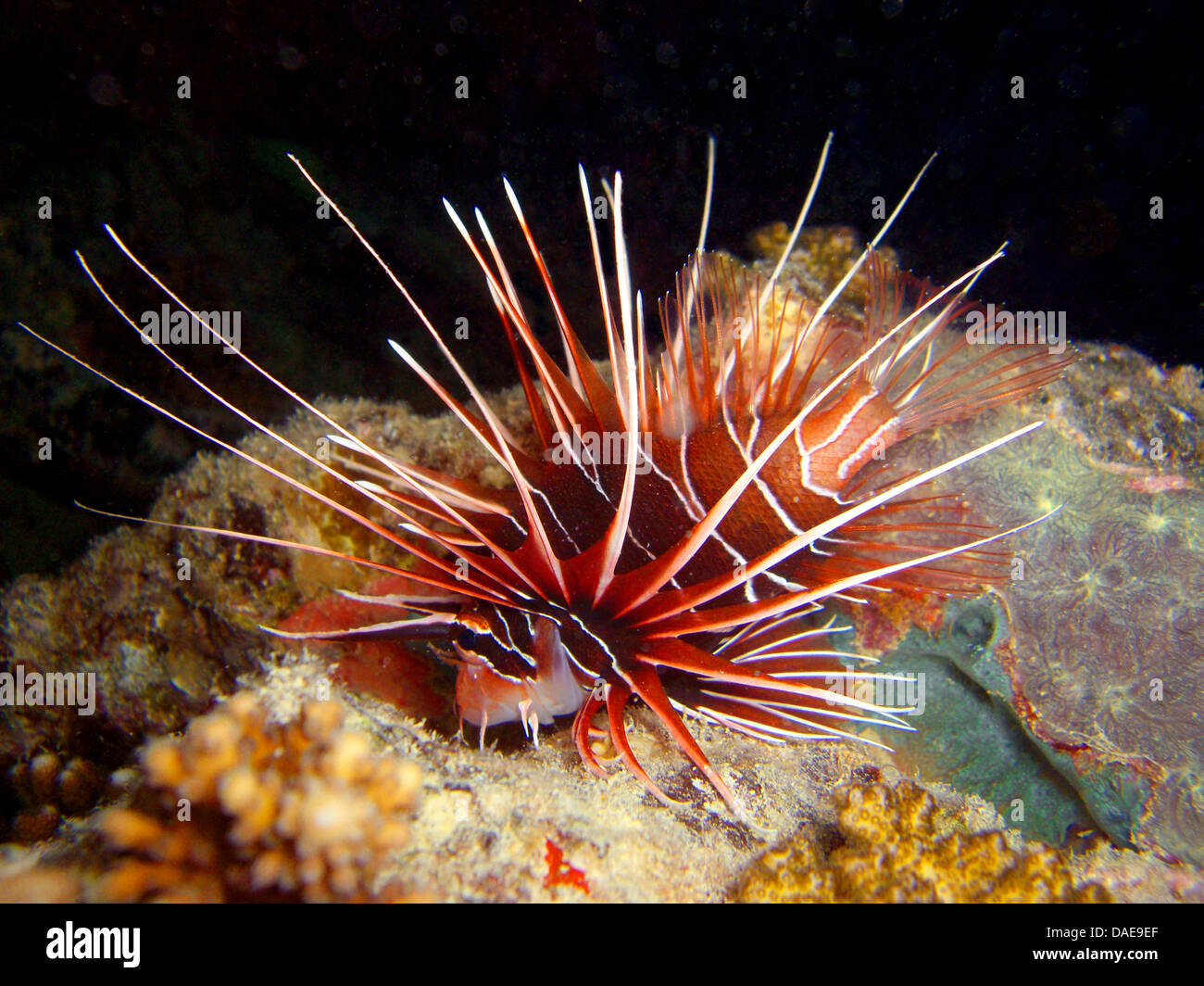 radial firefish, longhorn firefish, clearfin turkeyfish (Pterois radiata), looking for food at the coral reef, Egypt, Red Sea Stock Photo