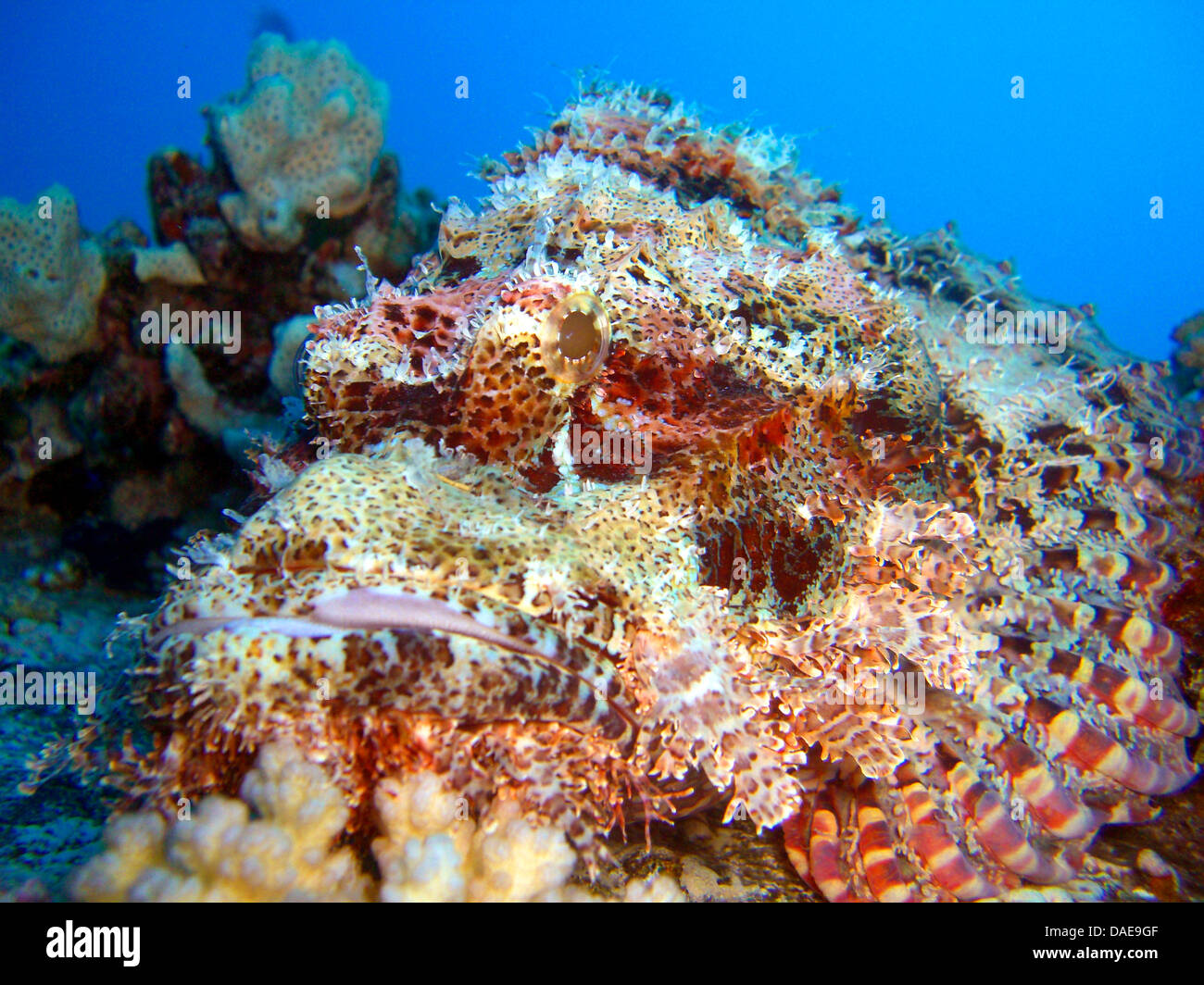 tassled scorpionfish, smallscale scorpionfish, flathead scorpionfish (Scorpaenopsis oxycephalus), portrait, Egypt, Red Sea Stock Photo