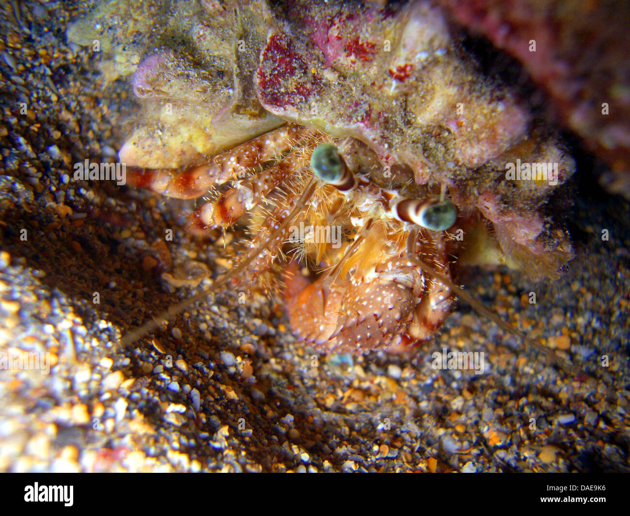 parasit anemone hermit crab (Dardanus pedunculatus), at a sandy sea bottom, Egypt, Red Sea Stock Photo