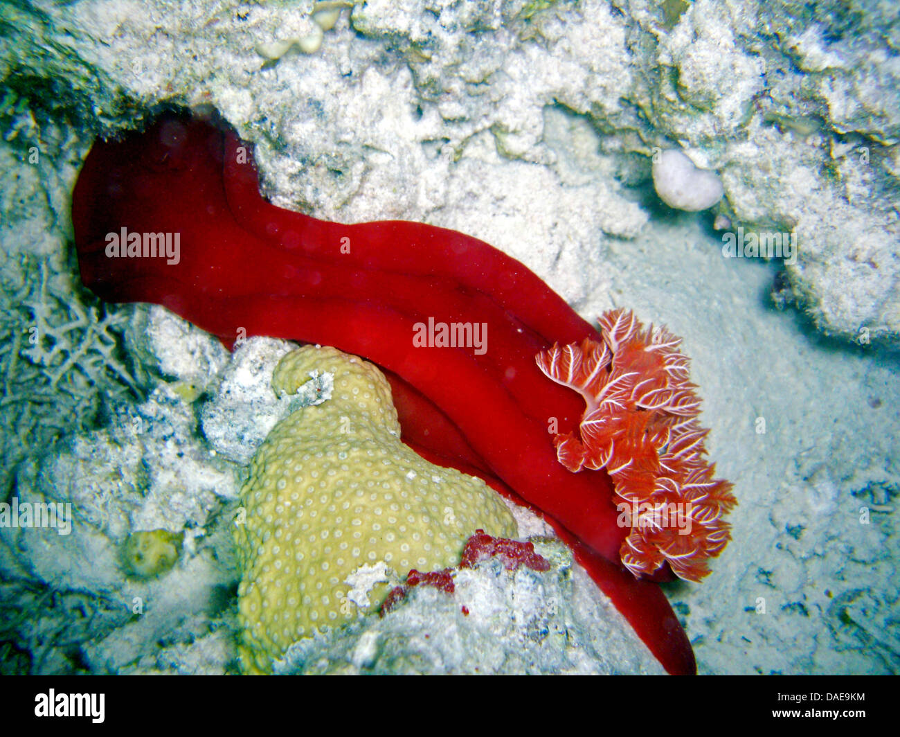 Spanish dancer (Hexabranchus sanguineus), at the coral reef, Egypt, Red Sea Stock Photo Alamy