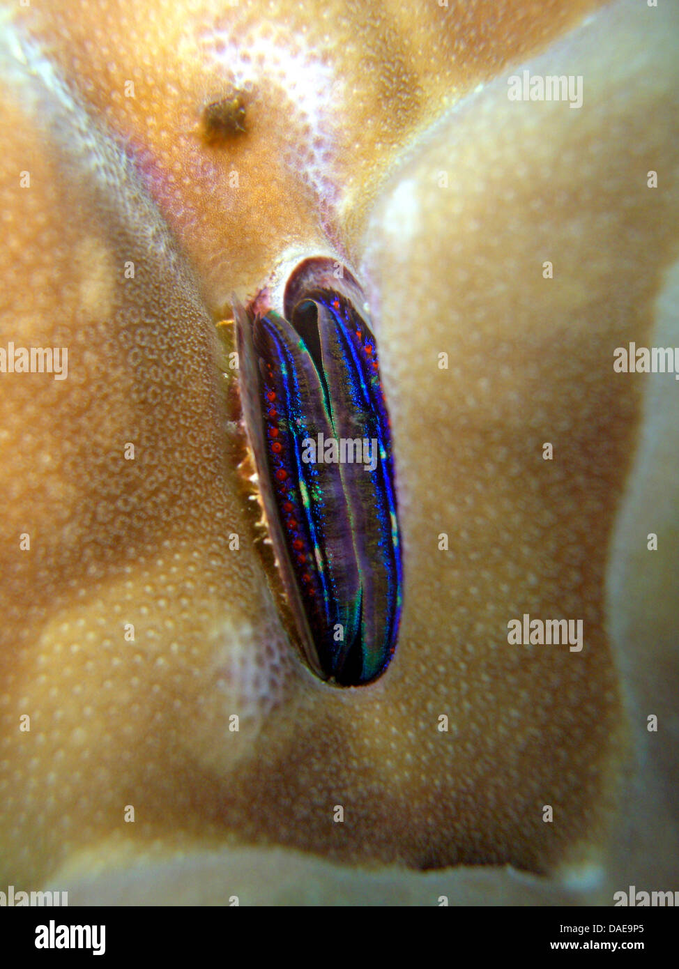 Coral Scallop (Pedum spondyloidum), at the coral reef, Egypt, Red Sea