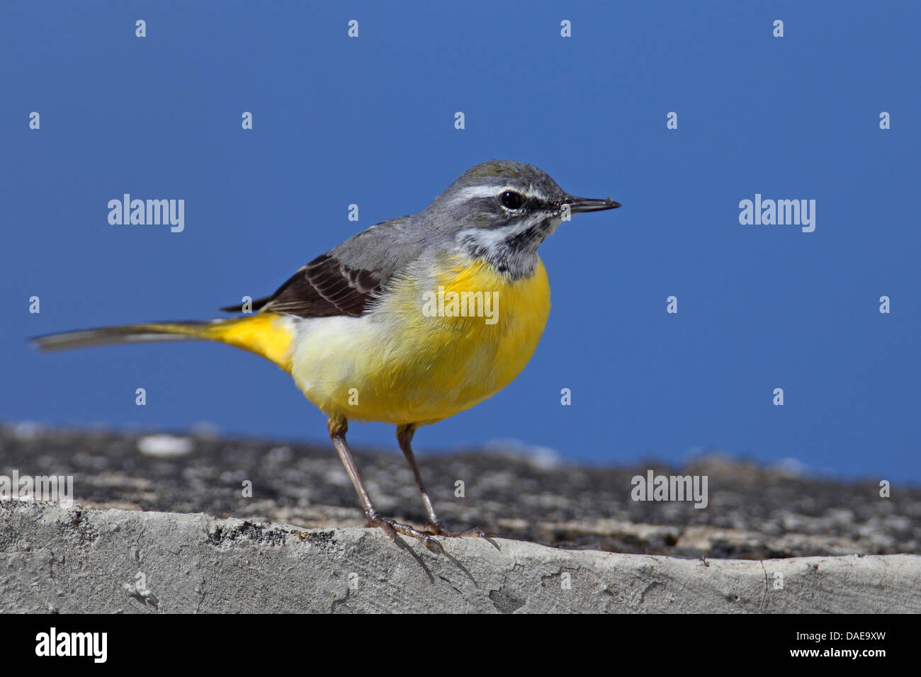 M Cinerea Hi Res Stock Photography And Images Alamy