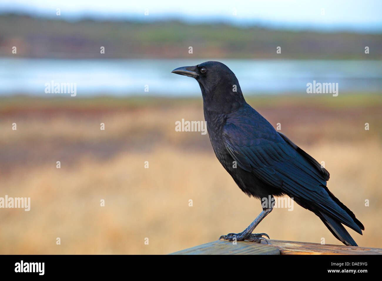 Crow american crow florida hi-res stock photography and images - Alamy