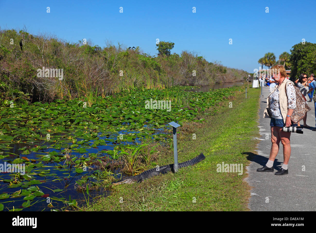 American alligator (Alligator mississippiensis), female tourist looking to an alligator lying beside the path, USA, Florida, Everglades National Park Stock Photo